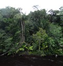 jungle