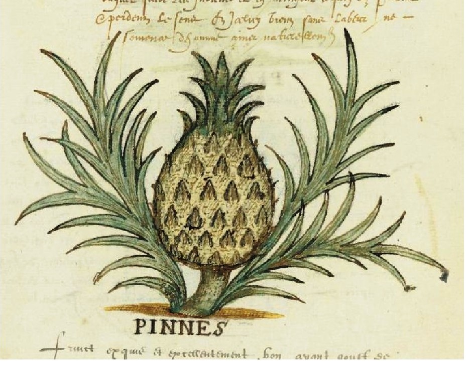 pineapple