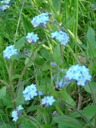 Forgetmenot