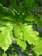 Oakleaves