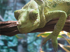 chameleon