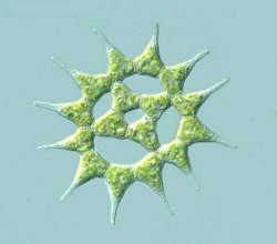 Algae