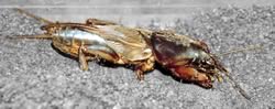 Mole Cricket