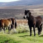 Exmoor ponies 1