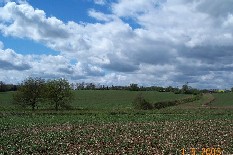 Field C