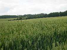 crops