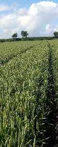 a field