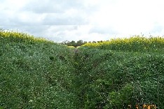 Field A