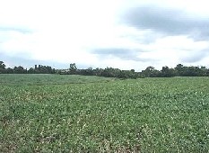 fieldA