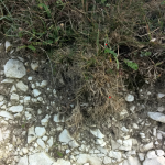Soil profile, Rendzina over Chalk, Ilse of Wight , UK
