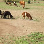 Grazing in Kenya