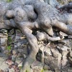 Roots penetrating fractured bedrock