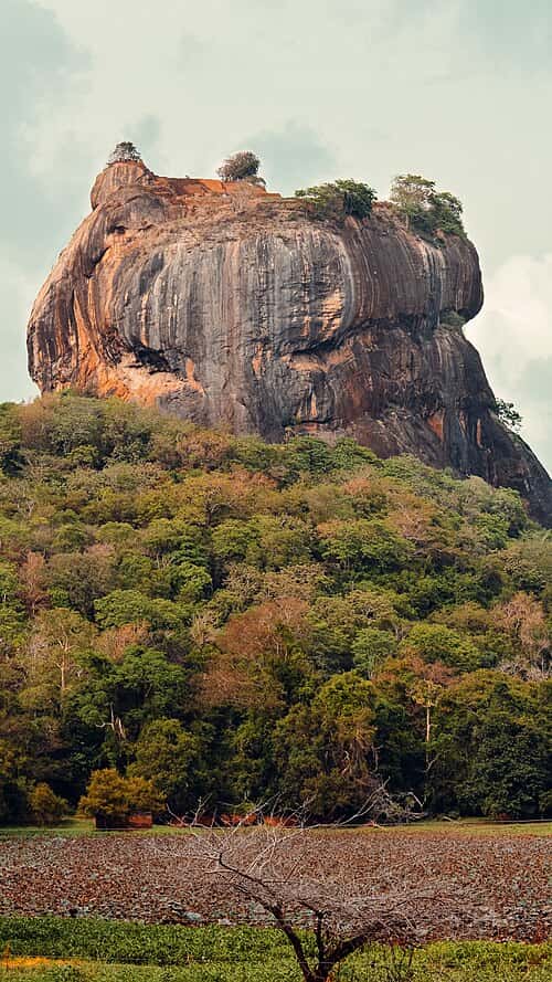 A huge rock towering over a canopy of trees with small trees on top. The rock is orange and grey.