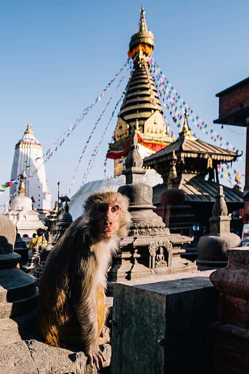 A monkey sitting in front of a tall monument with a gold roof and an eye painted on the side of the tower. Colourful bunting hangs from the top of the tower.