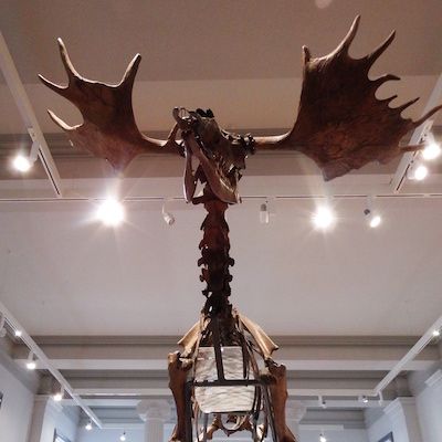 Poulton Elk
