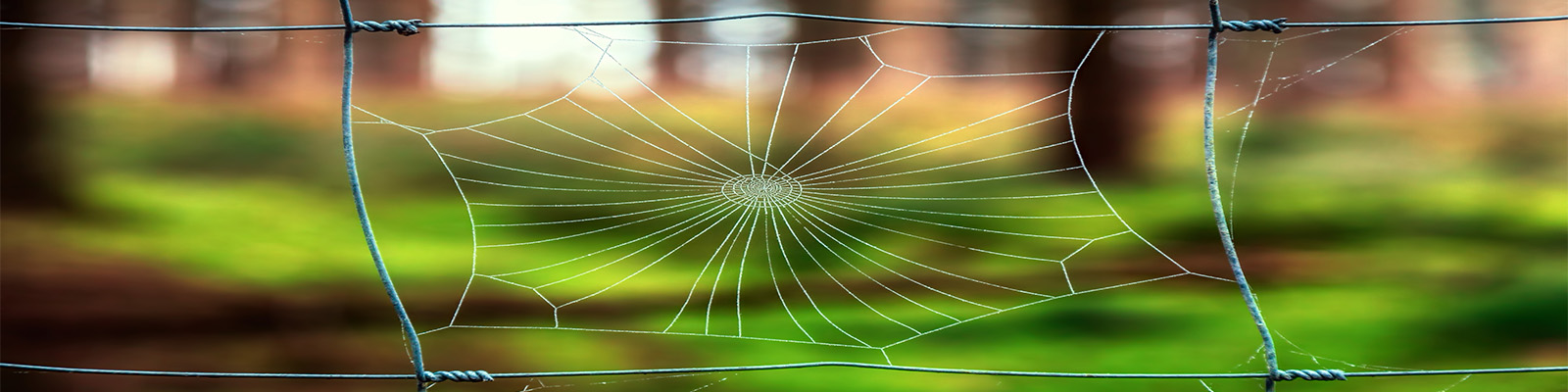 Spider web