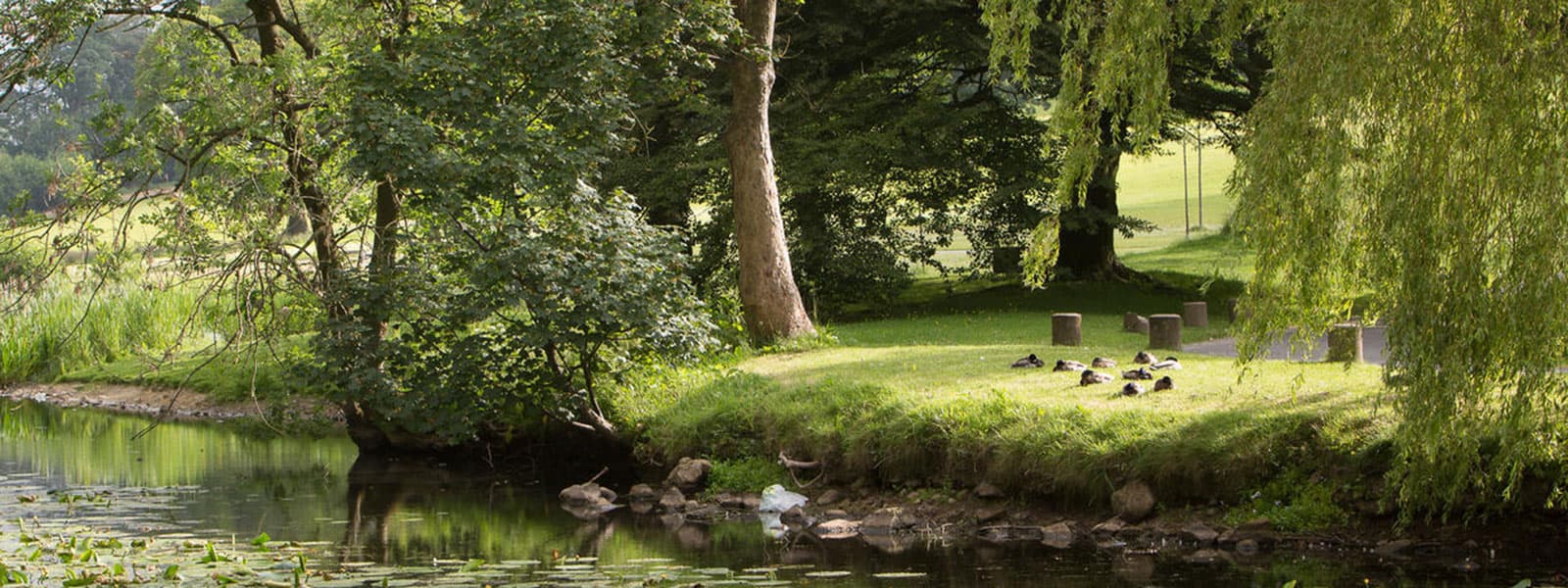 A lake on Lancaster University's campus, surrounded by trees