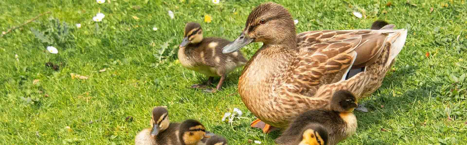 A family of ducks.