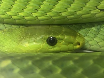 a green snake