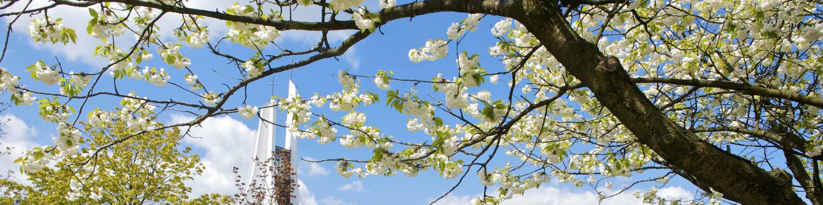 A view of the chaplaincy building roof seen through the tree blossom