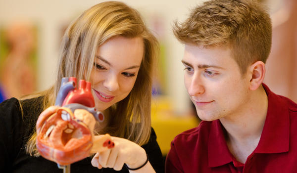 two students studying a heart model