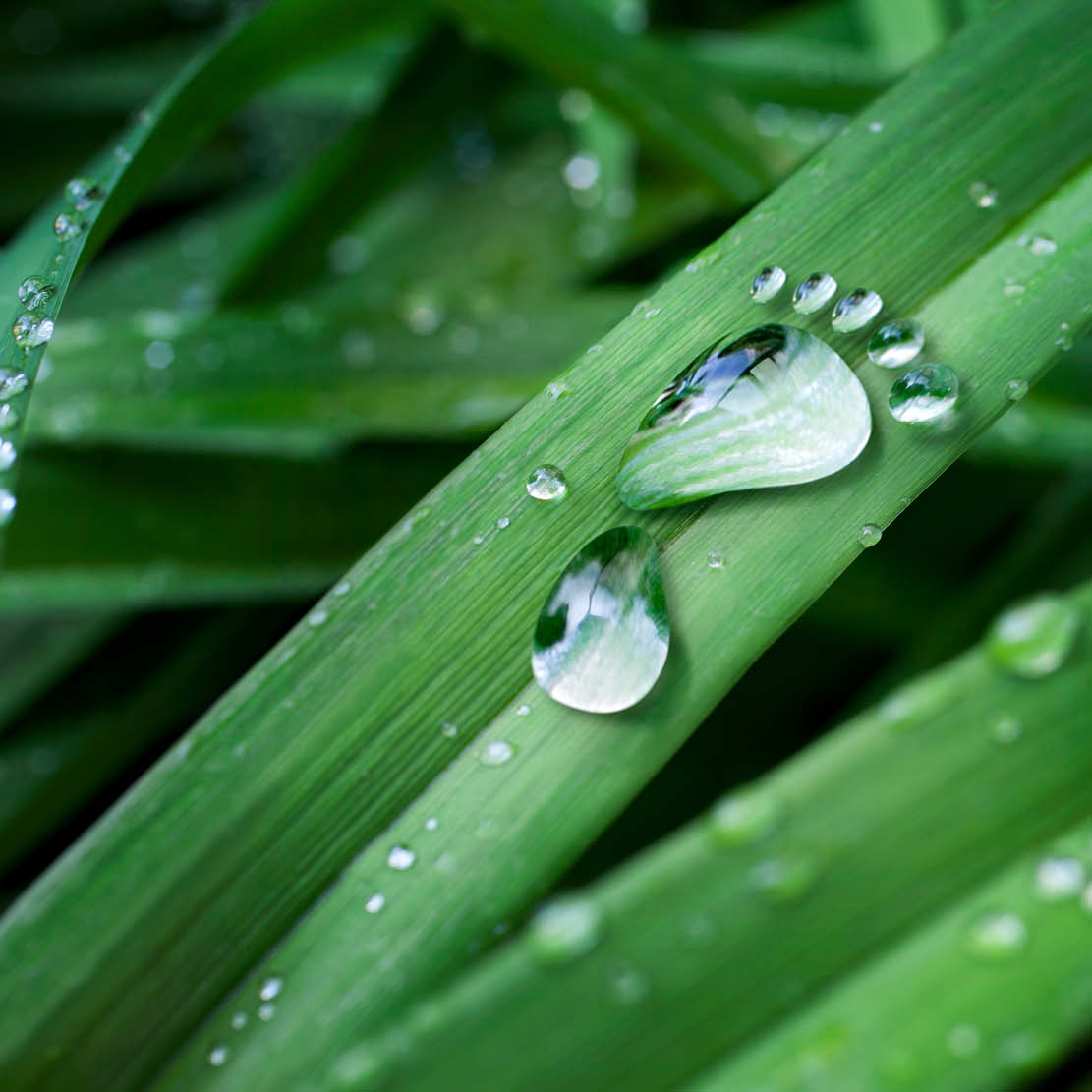 grass