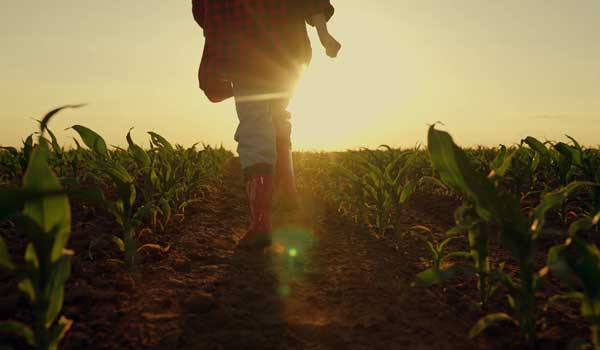 Farm child in a field of corn with sunset in background