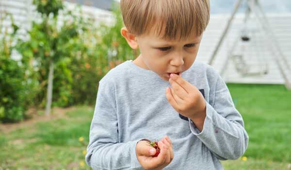 Young boy holding and eating raspberries in backyard