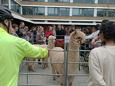 Crowd of people stood around an enclosure containing alpaca