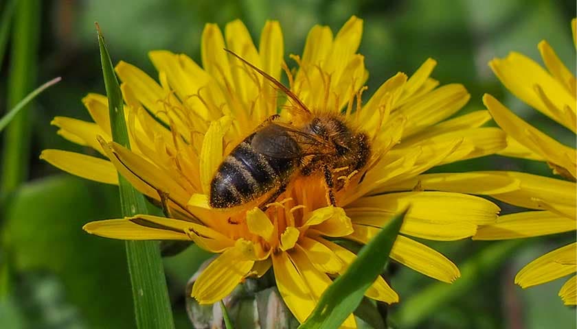 Bee by Amy Heaton: image shows bee on a yellow dandelion
