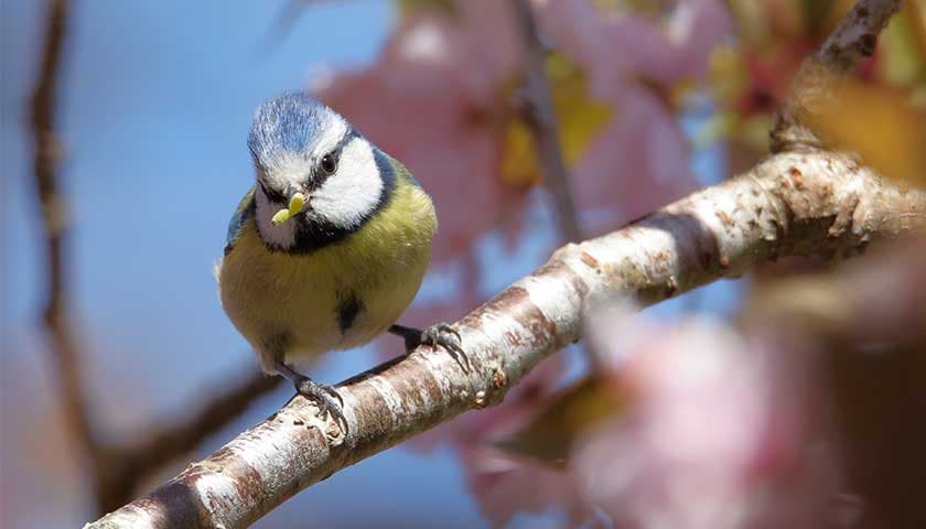 Blue tit by Daniel McIntosh: Photo shows a blue tit sat on a branch