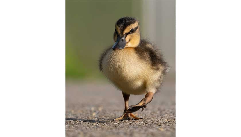 Duckling by Christine Armstrong: image shows duckling walking at Bonington Steps, Lancaster Campus