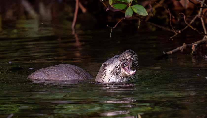 Otter by Jess Shaw: Image shows Otter in Lake Carter with mouth wide open