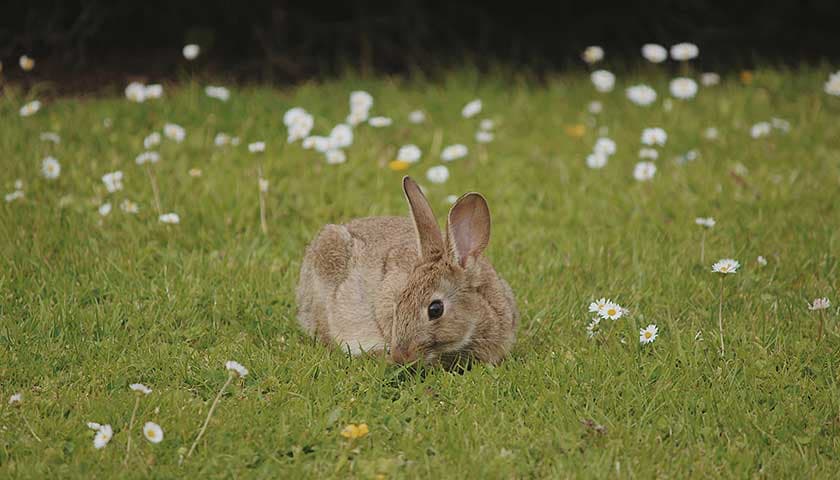 Rabbit by Emily Parrott: Image shows brown rabbit in the grass on campus