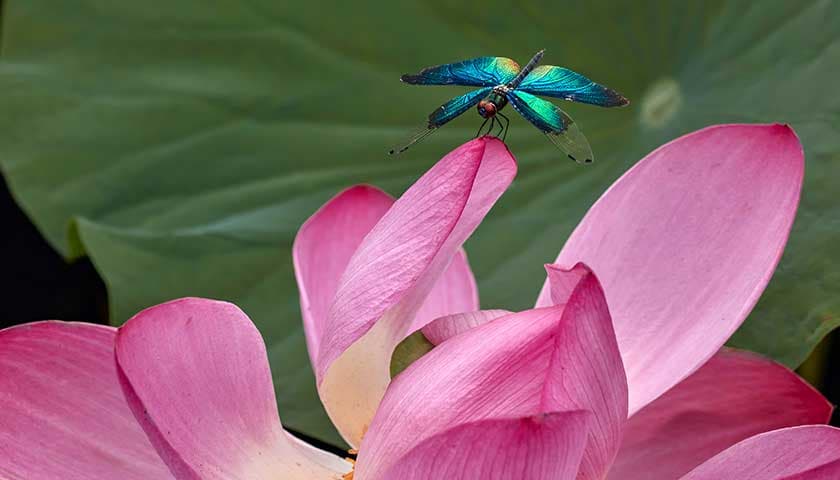 Butterfly dragonfly by Professor Xiao Guiping: Image shows dragonfly landed on a pink flower