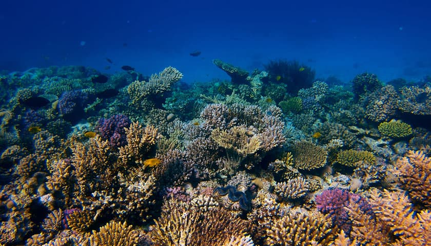 Coral reef in the ocean
