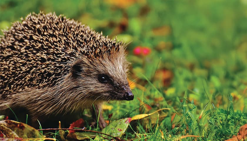 Hedgehog in the grass and leaves