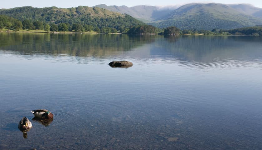 Lake Windermere with ducks in the foreground and mountains in the distance