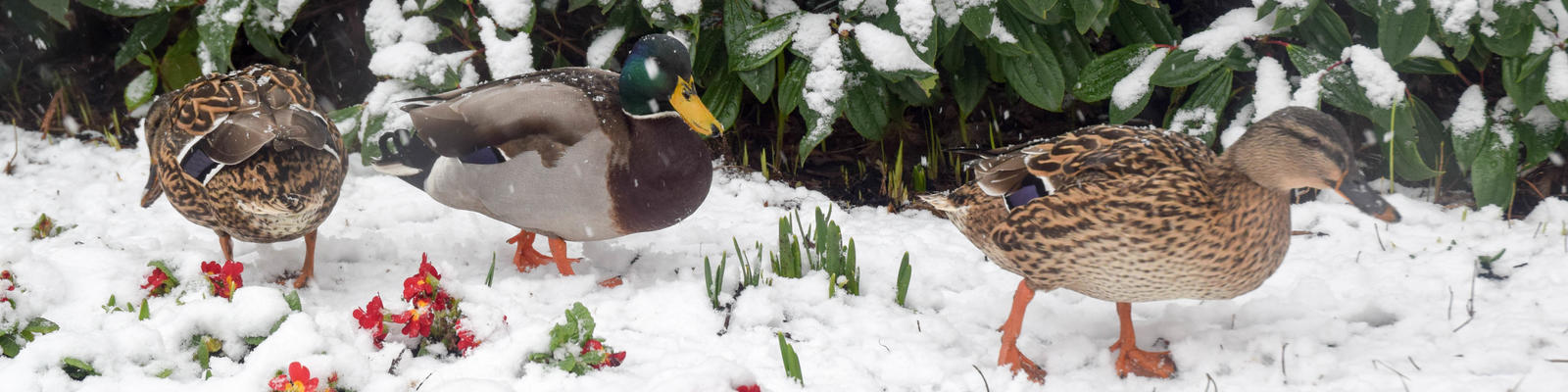 Three ducks in the snow