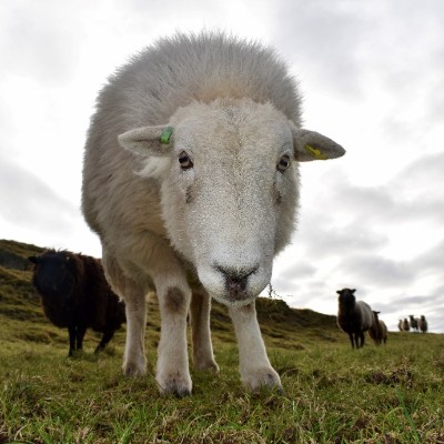 white sheep named Houdini standing in a field with other sheep behind her, against a cloudy backdrop