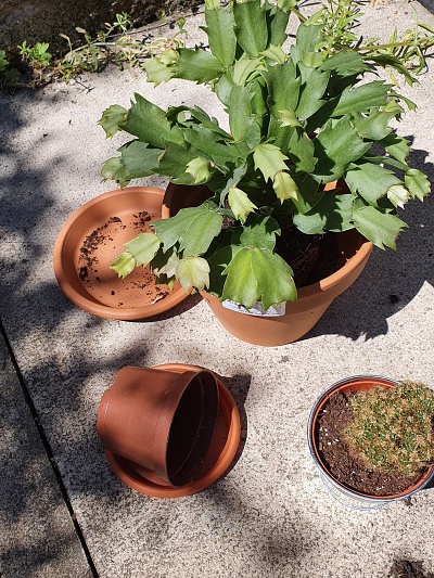 Green plant in terracotta pot