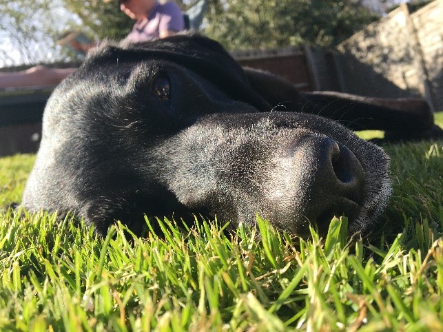 A black dog lying on the grass