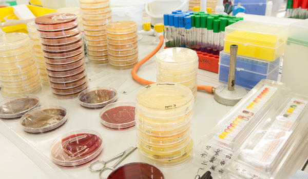 An array of petri dishes and scientific apparatus are spread over a workbench. Biological sciences covers many areas which require the use of such tools.