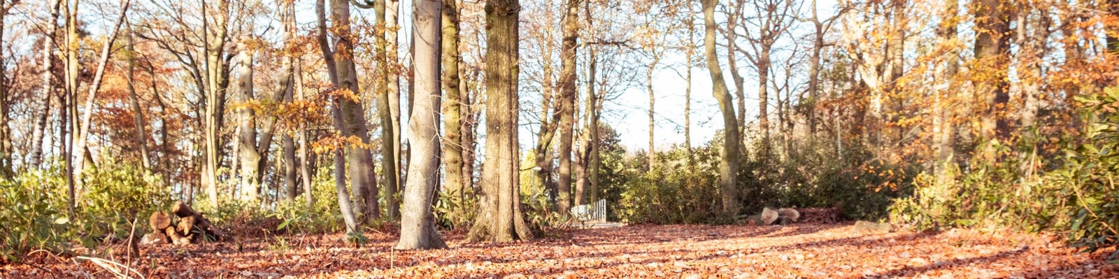 A woodland scene in the Autumn