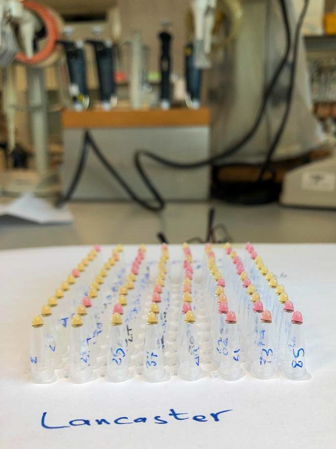 Virus samples laid out on a laboratory test bench