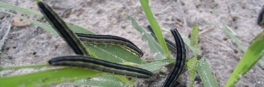 Armyworm caterpillars devastate important food crops across entire countries