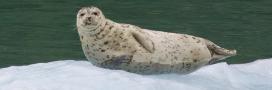 Masthead - Seal