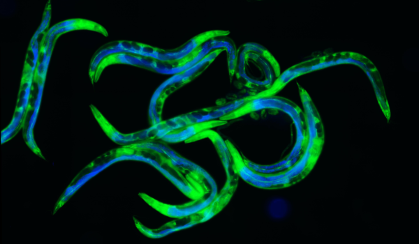 Bioluminescence from worms