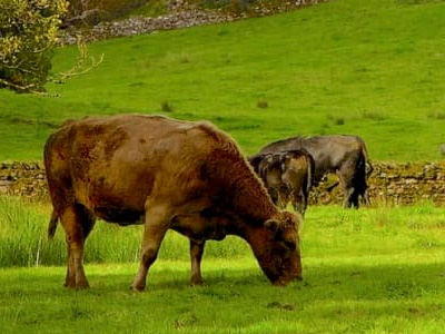 A field of cows