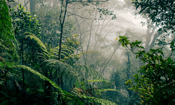 Dense vegetation in Borneo